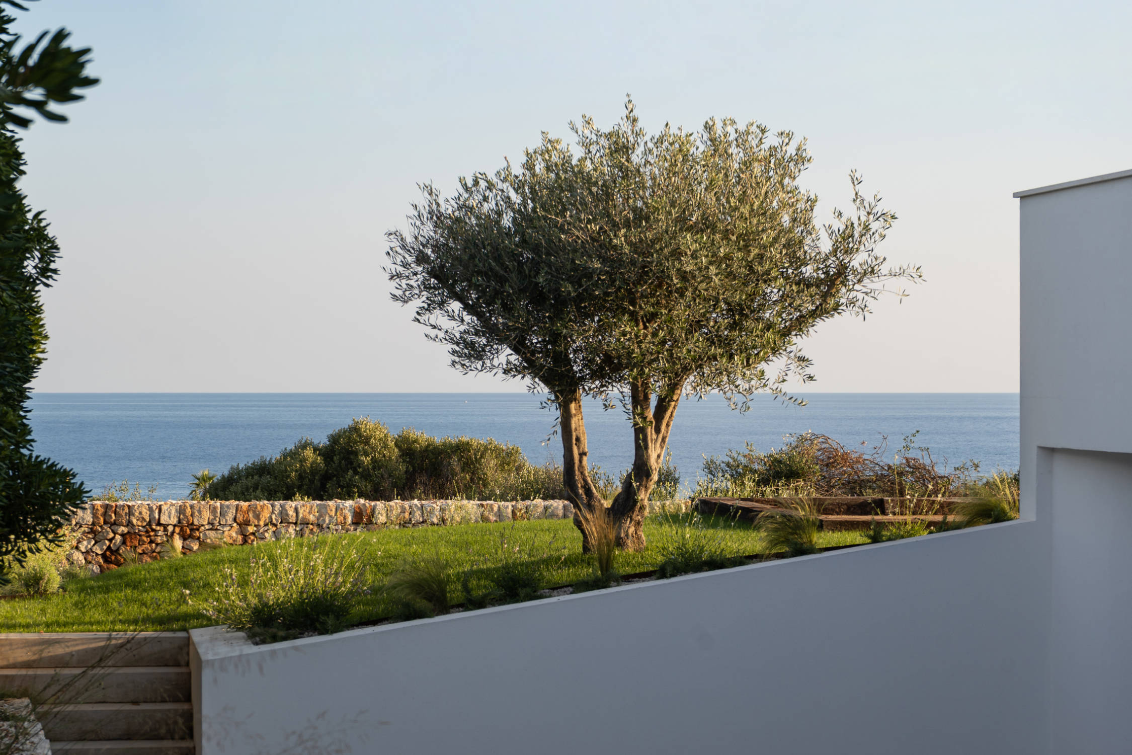 Mediterranean garden with a stunning olive tree planted in the middle of a green lawn in front of a traditional “pared seca” stone wall overlooking the sea in Menorca