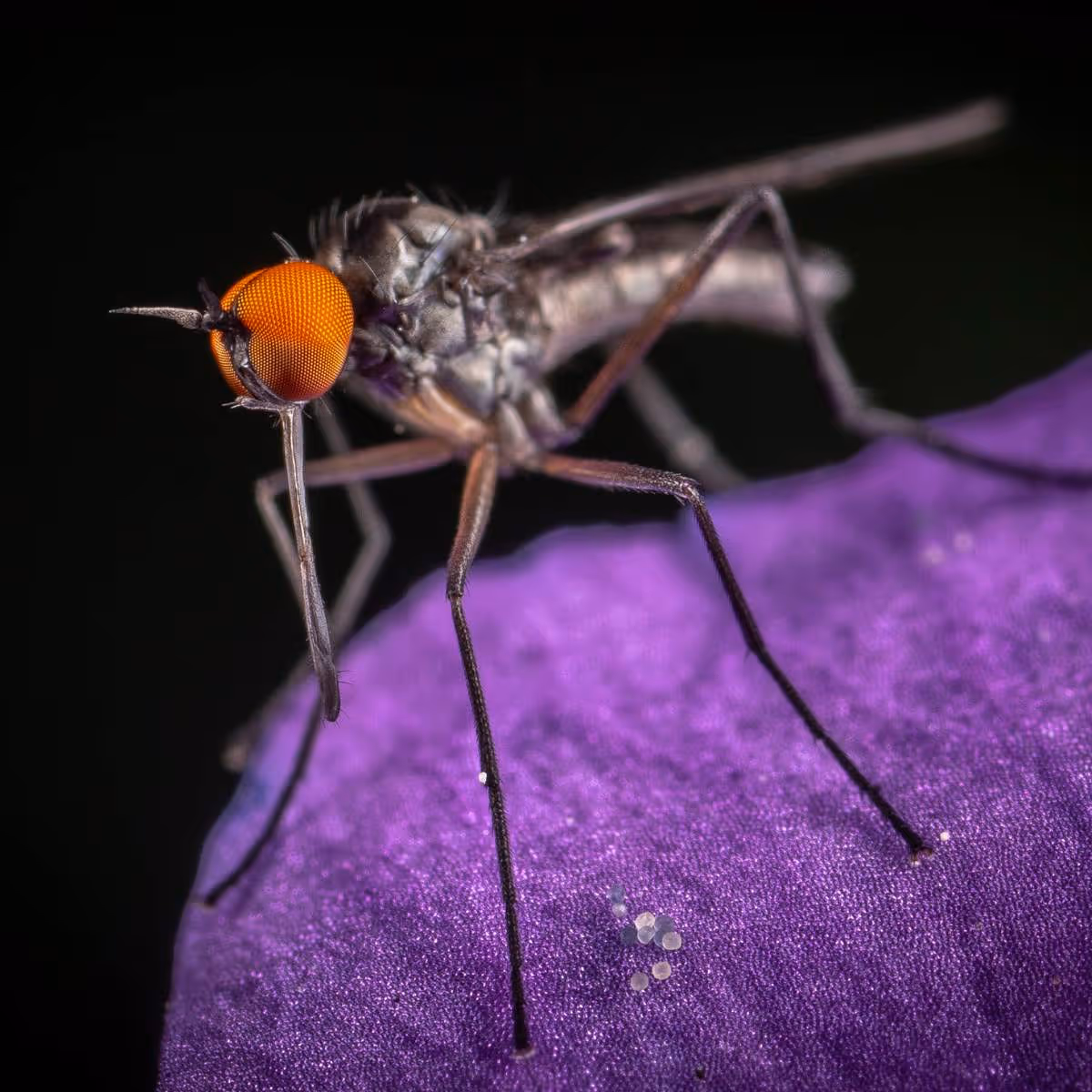 a mosquito sitting on a flower