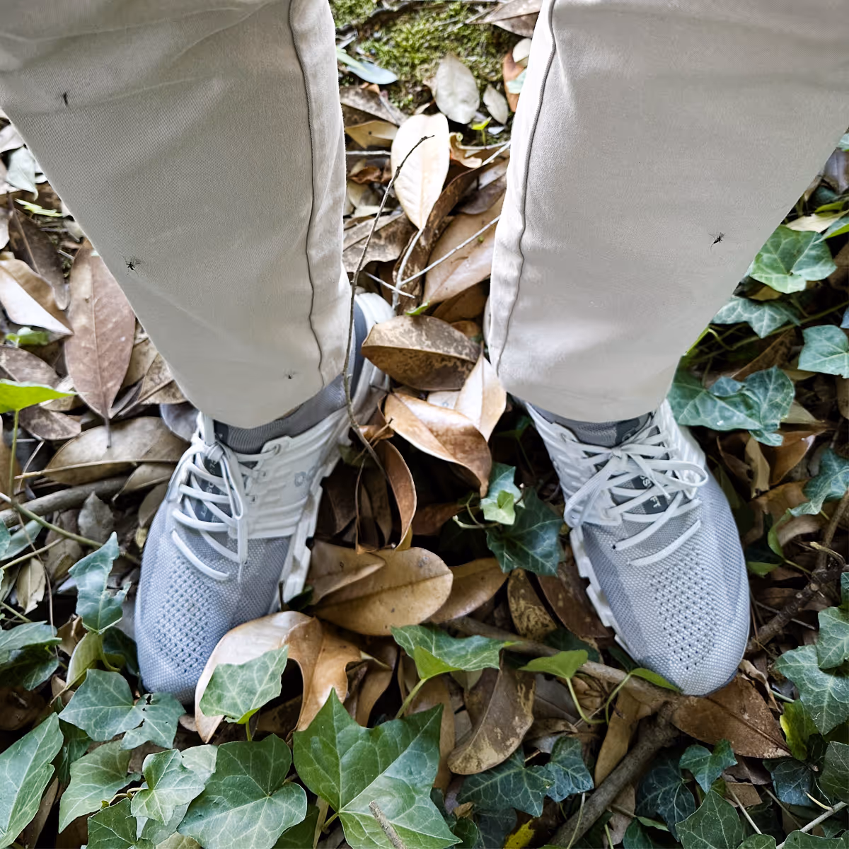 mosquitoes on mans legs