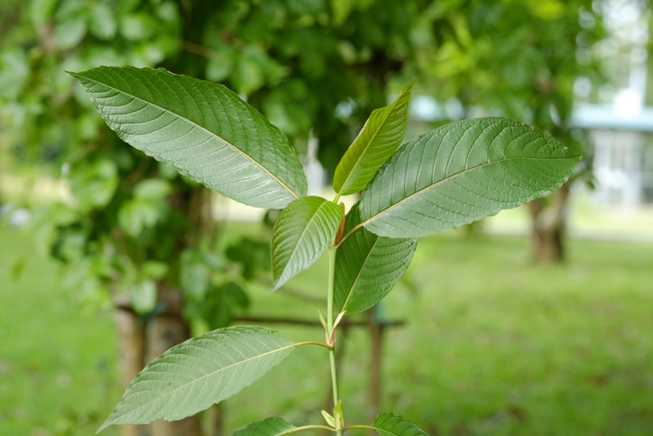 kratom plant