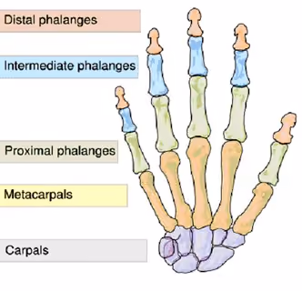 Hand
