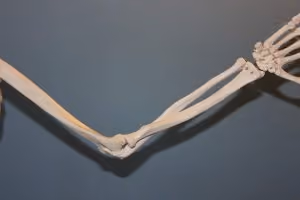Elbow and Arm Joint Bones