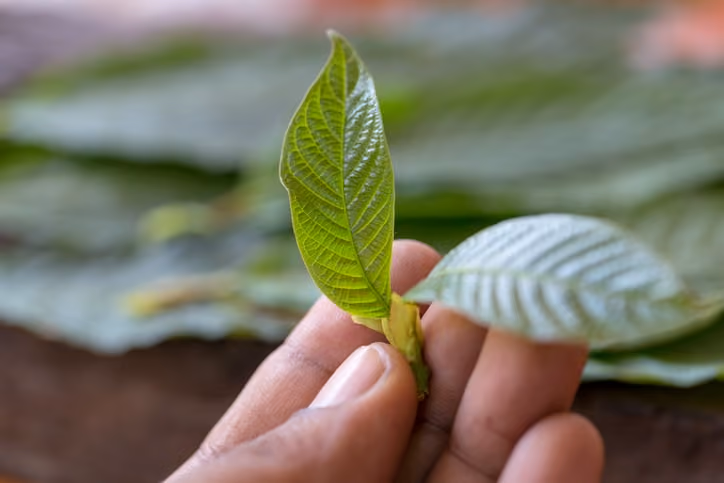 New arizona kratom bill