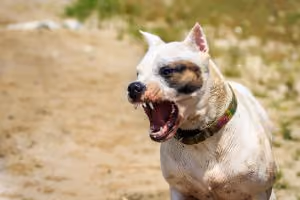 Bit by a dog