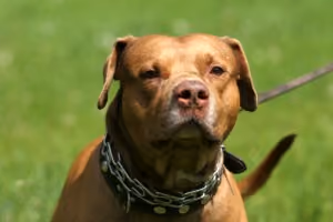 Dog Bite Justice
