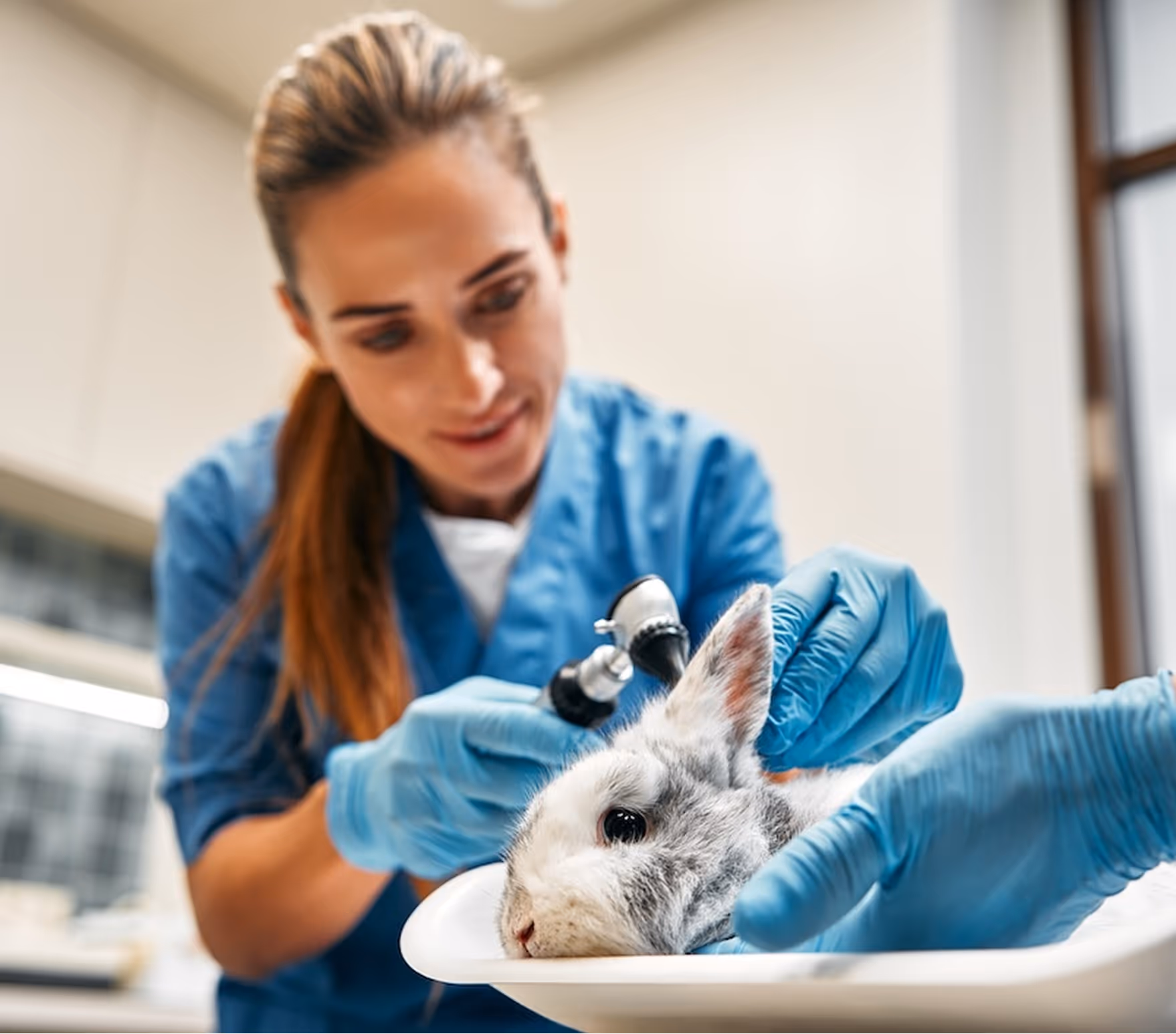 Veterinarian wearing blue gloves examining a rabbit's ear with an otoscope.