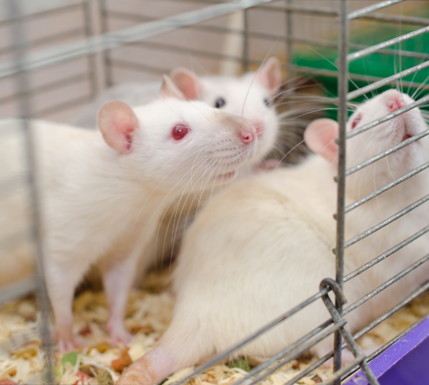 Three white rats inside a metal wire cage with bedding on the floor.