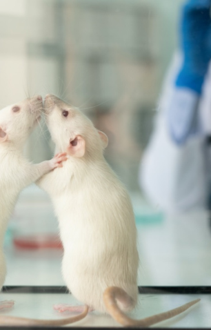 Two white rats touching noses inside a glass enclosure in a laboratory setting.