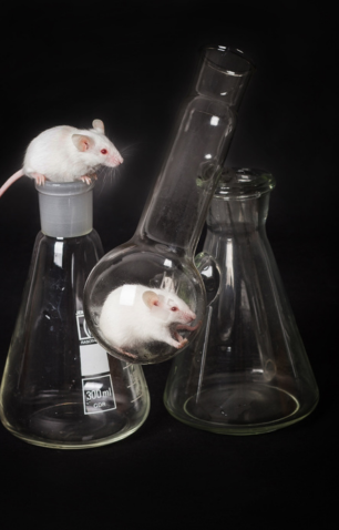 Two white lab mice interacting with glass laboratory flasks, one mouse inside a round-bottom flask and the other on top of an Erlenmeyer flask against a black background.