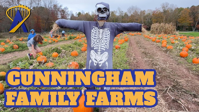 A festive pumpkin patch field at Cunningham Family Farms during autumn, featuring a large, spooky scarecrow, children picking pumpkins, and corn stalks, highlighting the fun seasonal activities and hayrides.