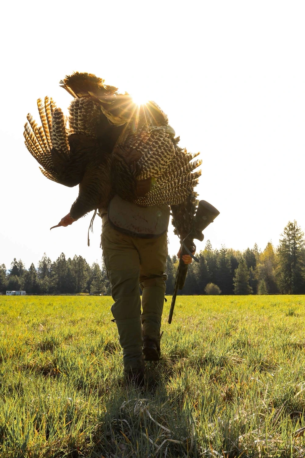 Hunter walking through a grassy field carrying a large wild turkey and a shotgun with sun shining behind.