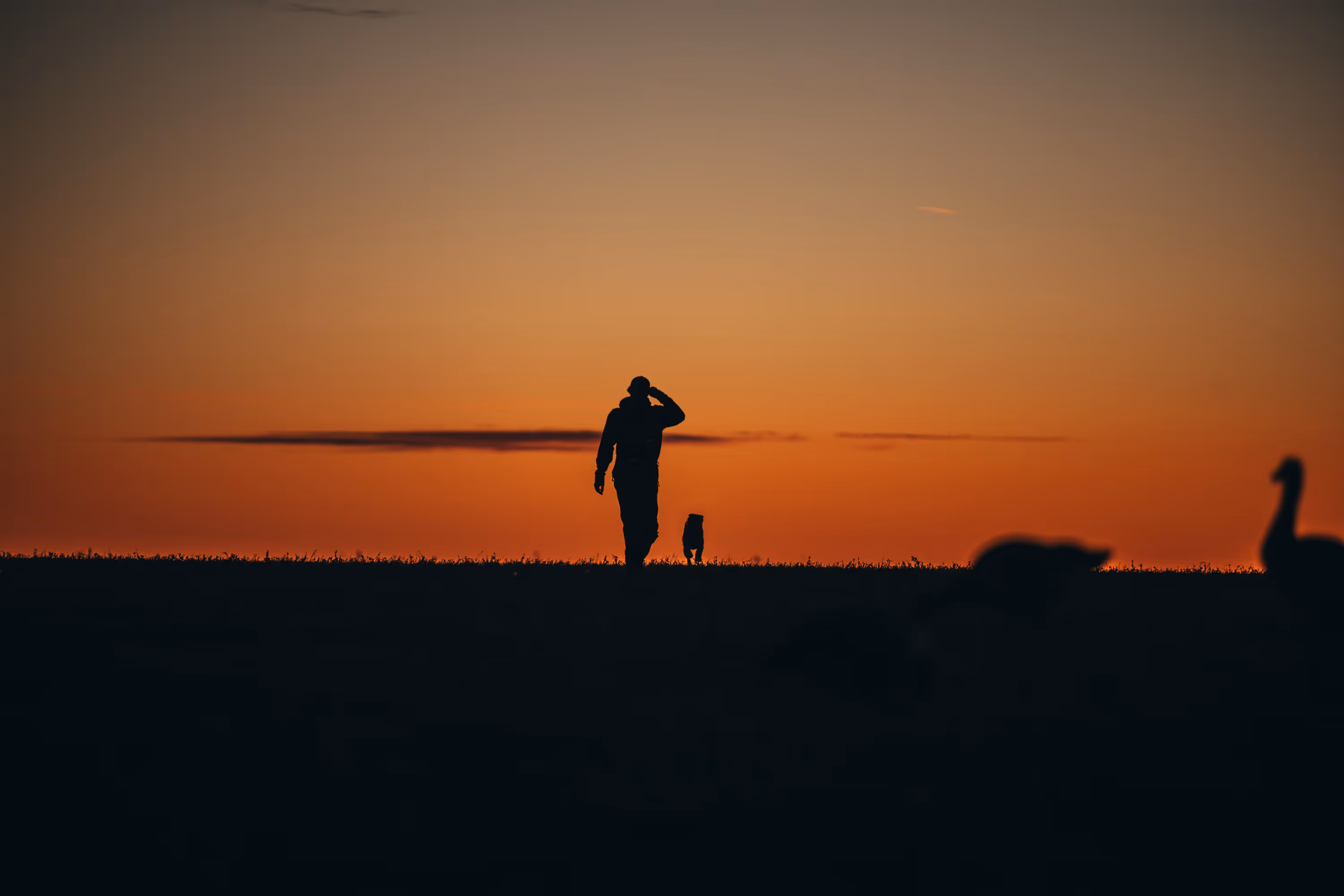 Silhouetted person walking with a dog on a hill during an orange sunset.