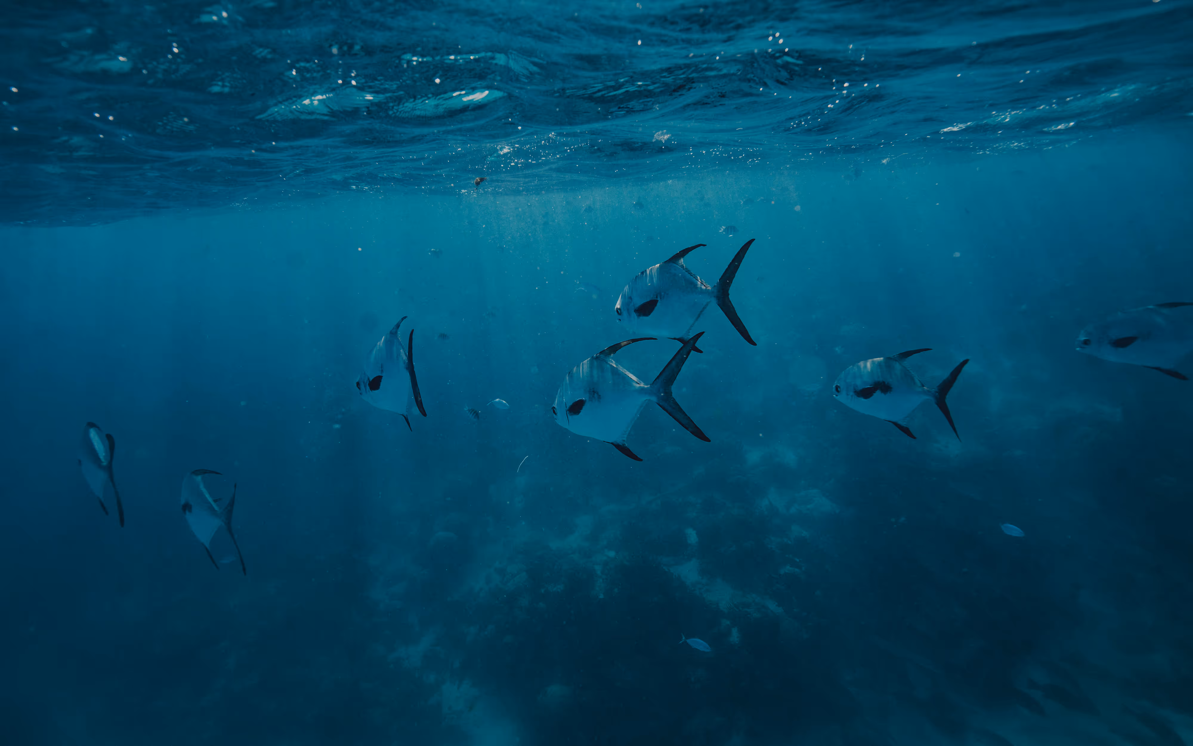 School of silver fish swimming underwater in a blue ocean environment.