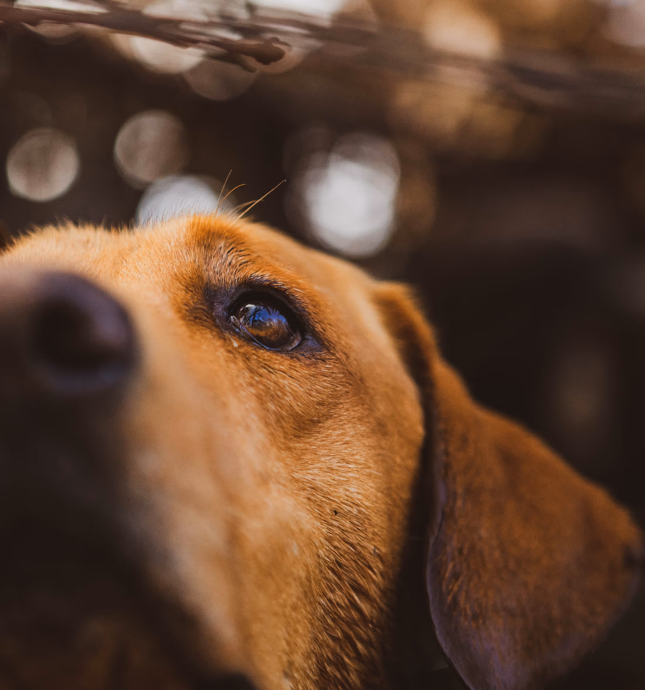 Close-up of a brown dog's face focusing on its eye with a blurred background.