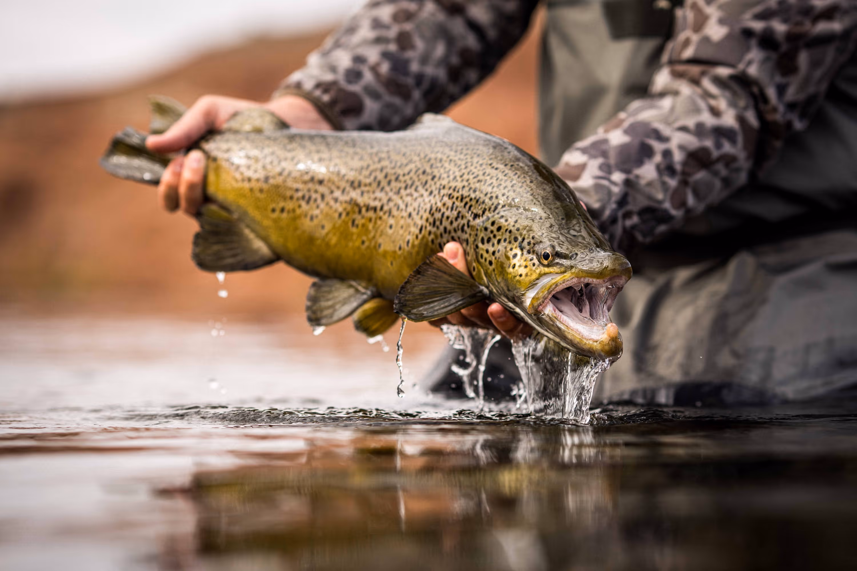 Person holding a large brown trout with water dripping back into the river.