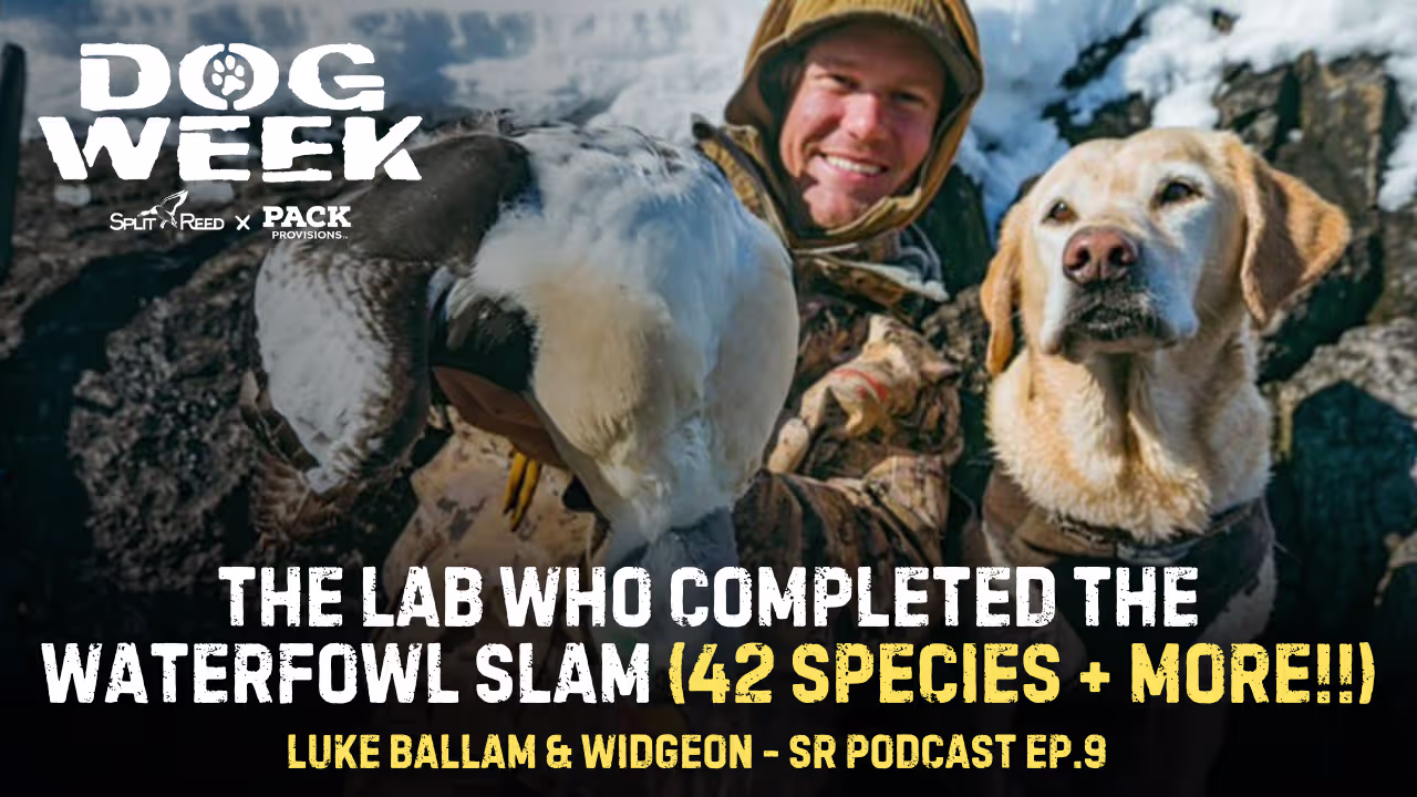Ep. 9 The Lab Who Completed The Waterfowl Slam + and MORE!