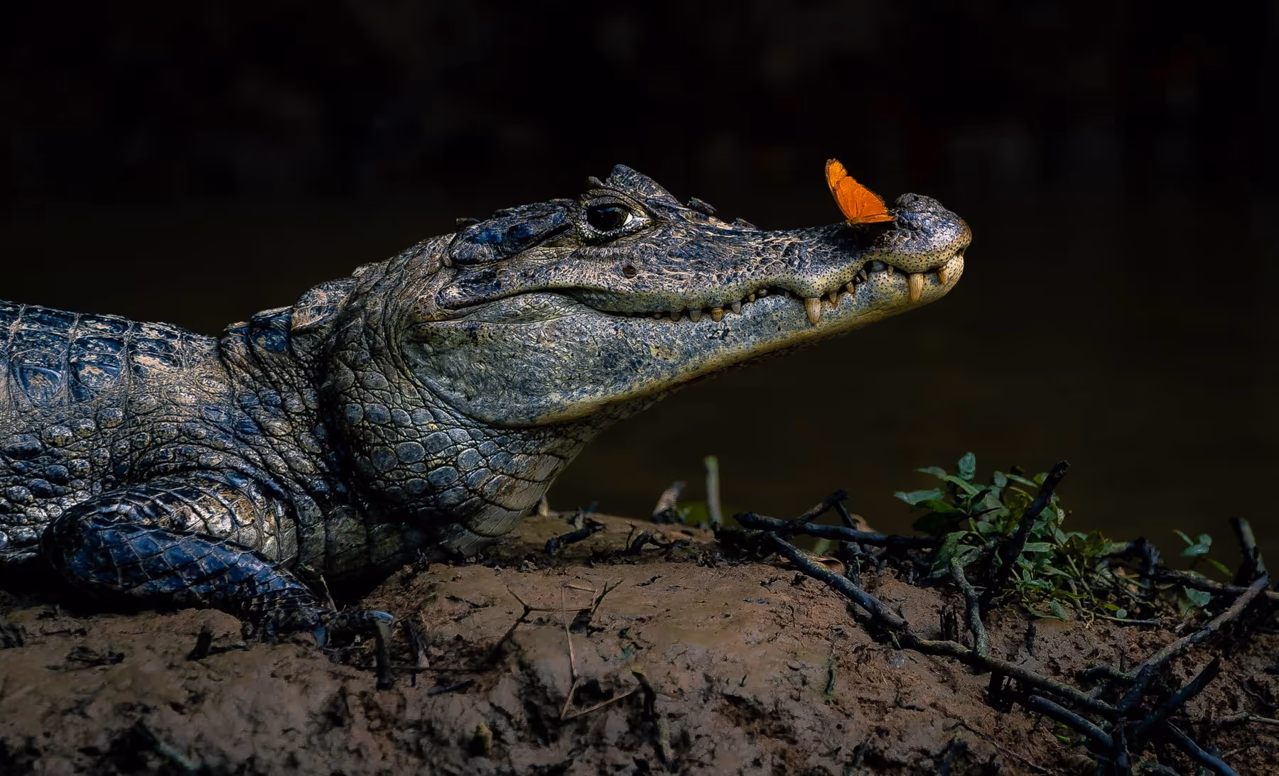 FISKA Media claims Site of the Week at Awwwards!