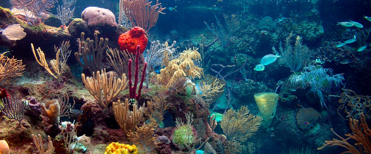 MarCaribe_0000_arrecife