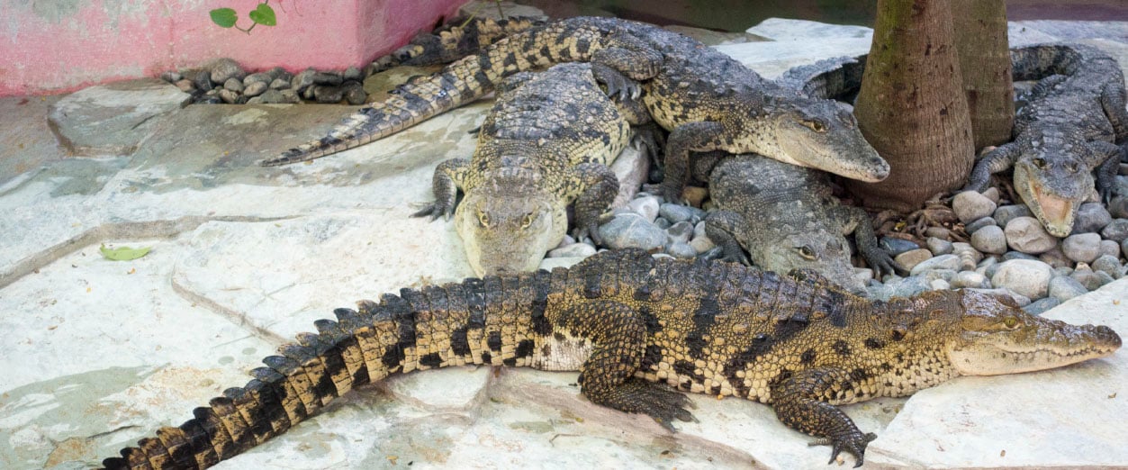 Blog -_0002_Croco Cun Zoo