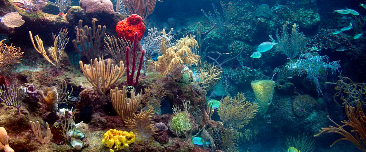 Blog - corales_0001_2