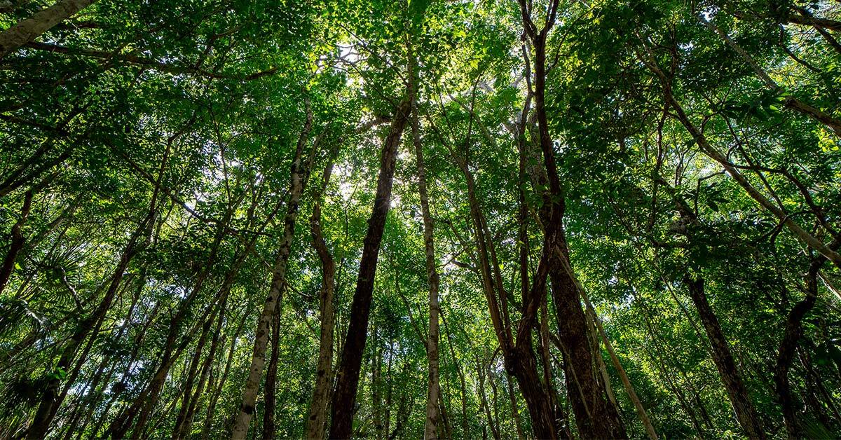 ¿Por qué invertir en Selvazama__02