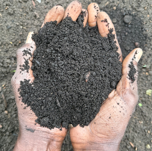 Freshly harvested turmeric roots being washed in a river, reflecting the natural sourcing and traditional craftsmanship behind premium fermented buckwheat honey products.