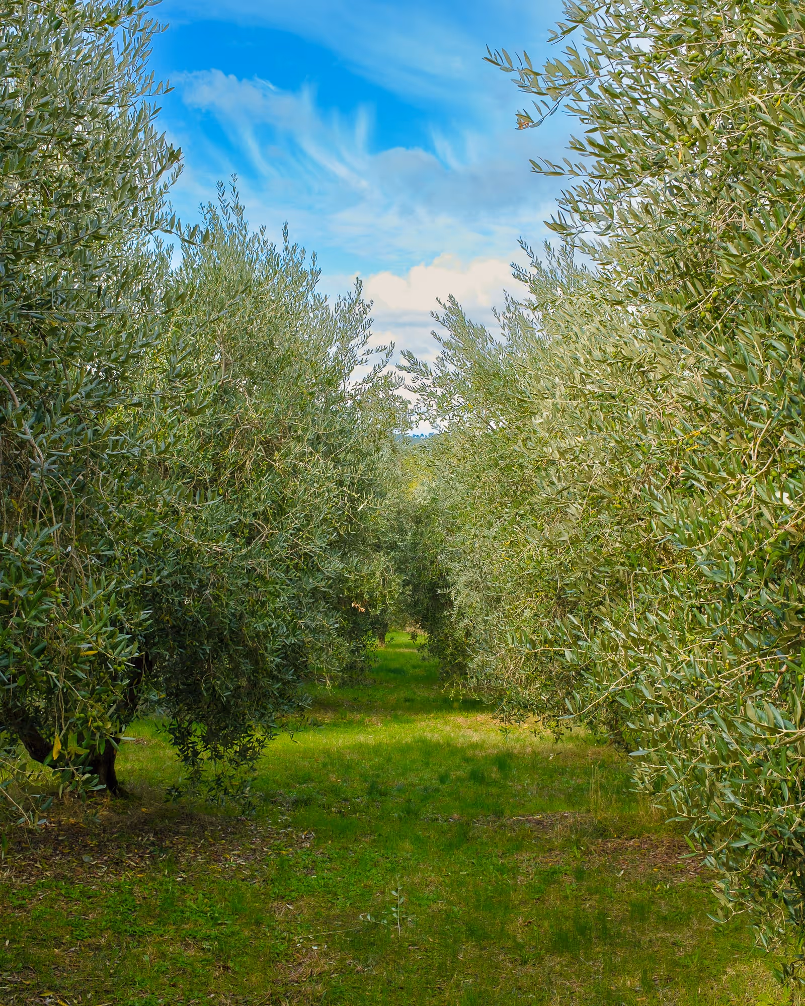 Italian cottage between the vineyards