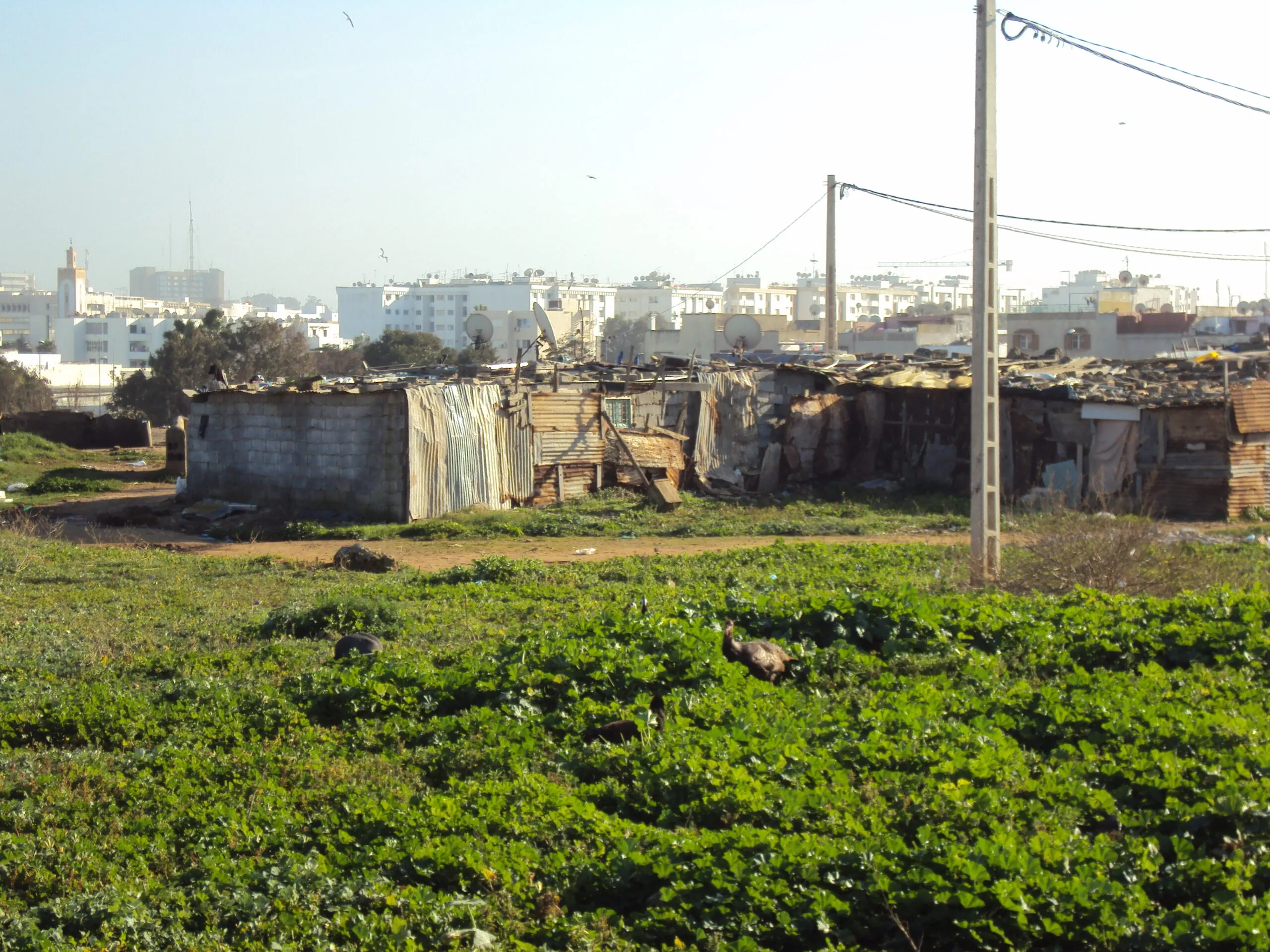 The Growing Crisis of Affordable Housing in MENA