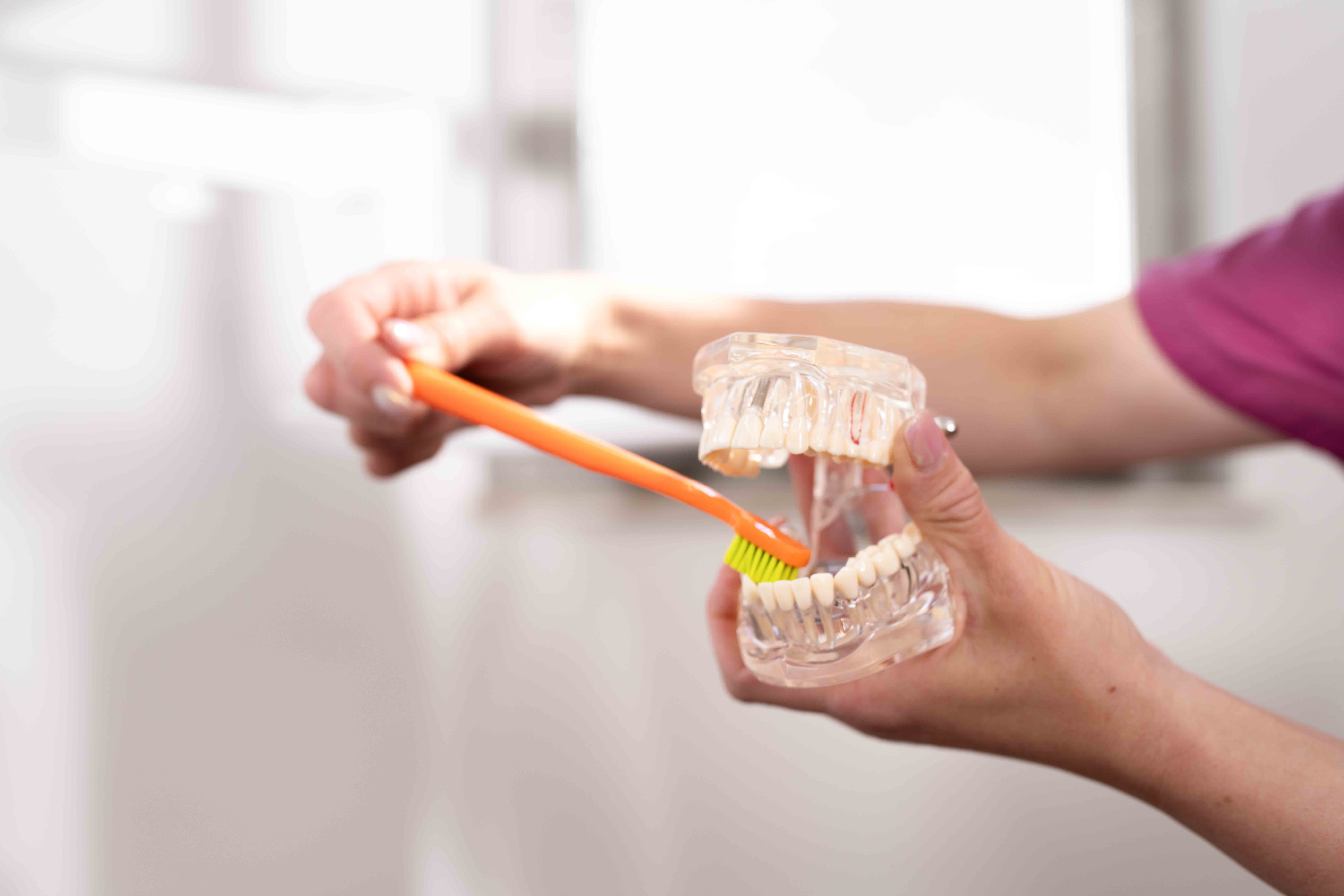 Hands holding a dental model brushing the teeth with an orange toothbrush.