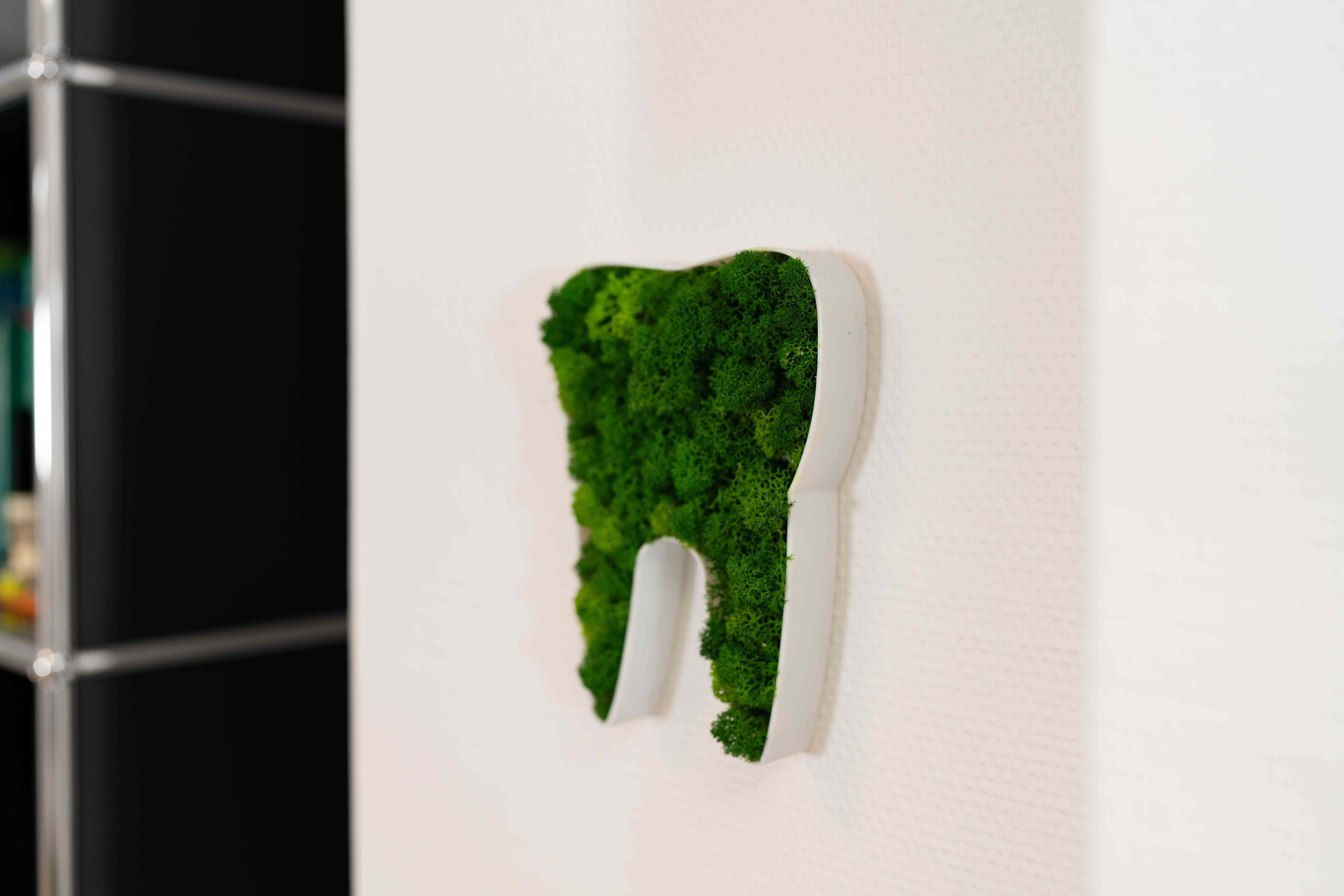 Decorative tooth filled with green moss mounted on a white wall.