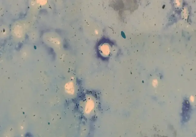 Mikroskopische Aufnahmen von Zellen, begleitet von Informationen zur Bestimmung des richtigen Zeitpunkts für einen VO2Max-Test.