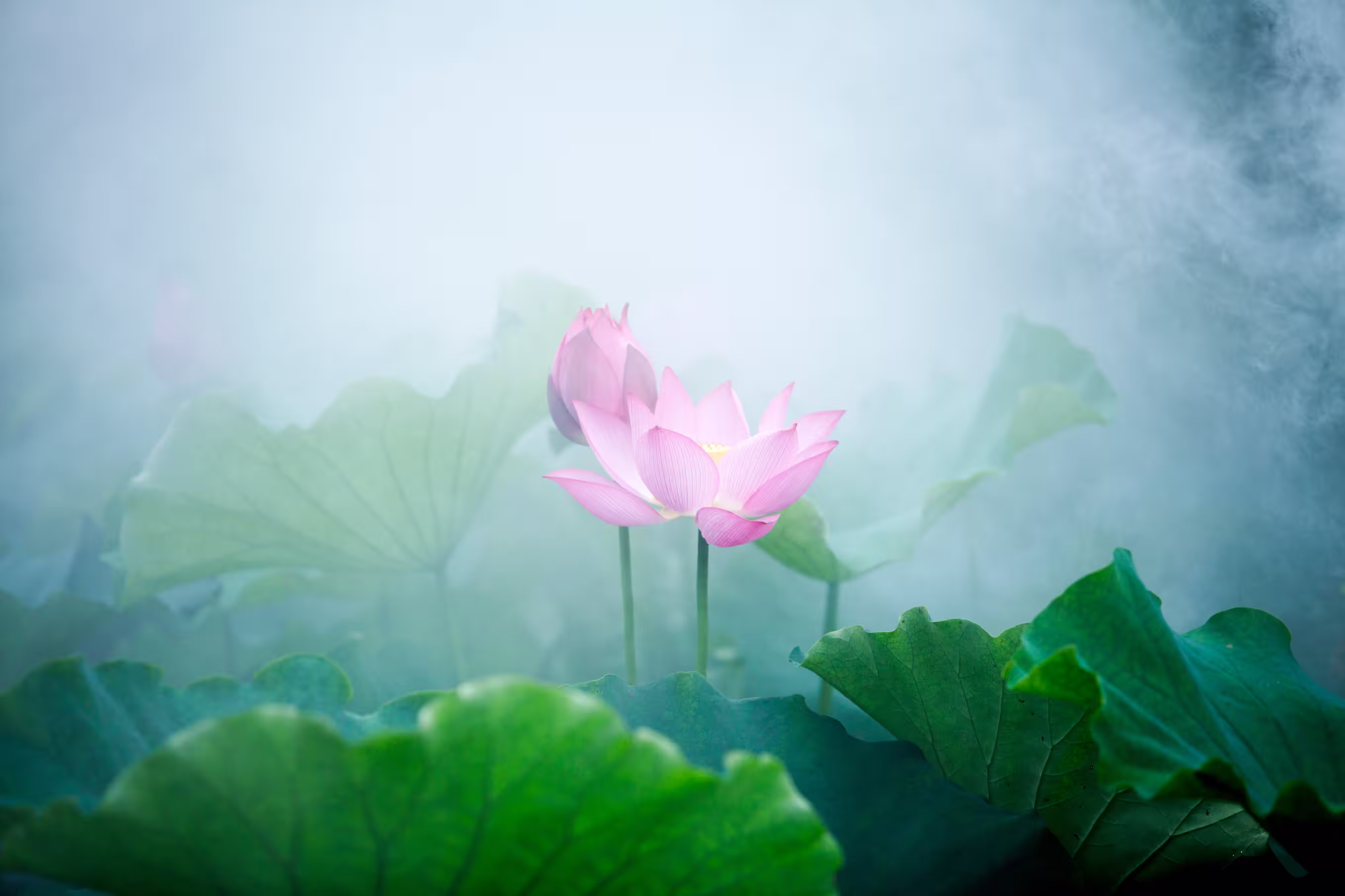 Gelassene Eleganz: Lotusblüten, die durch den Nebel aufsteigen.