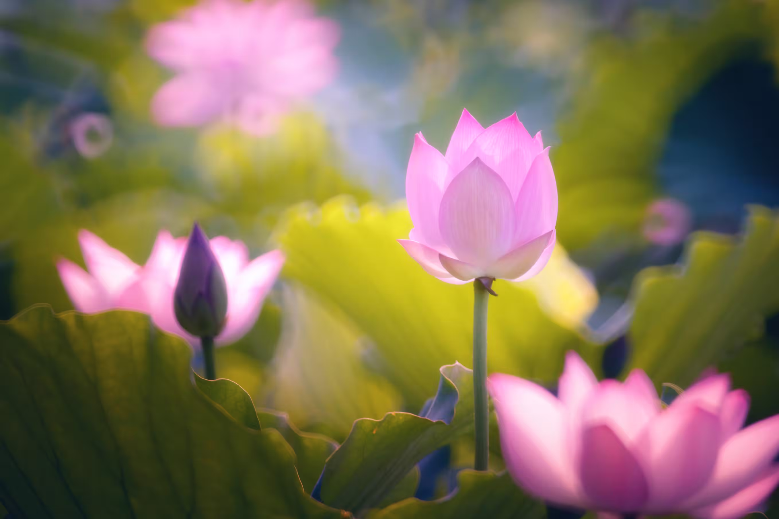Gelassene Schönheit: Eine Lotusblume, die mit Anmut erblüht.