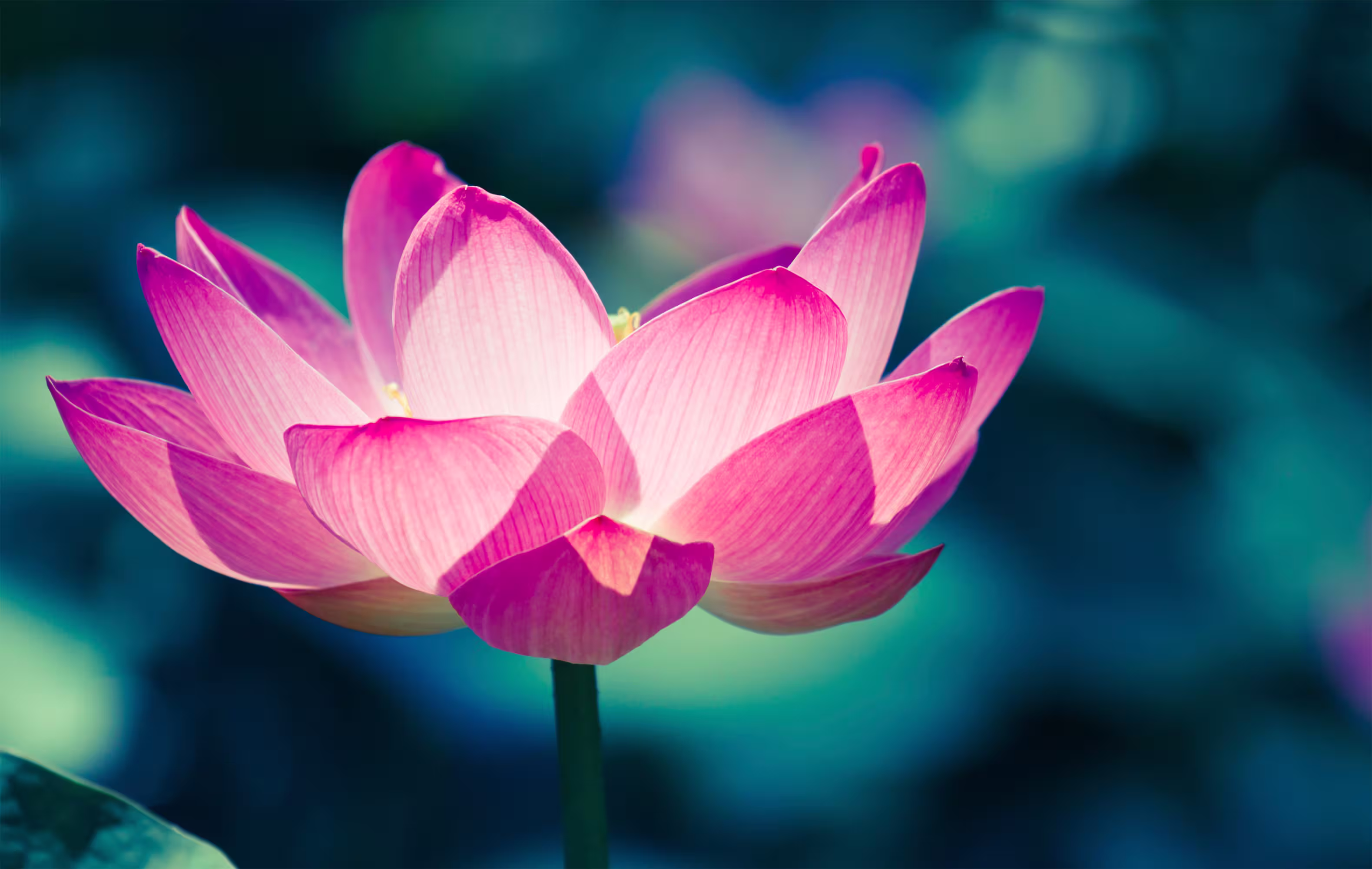 Gelassene Schönheit: Eine anmutig blühende Lotosblume.