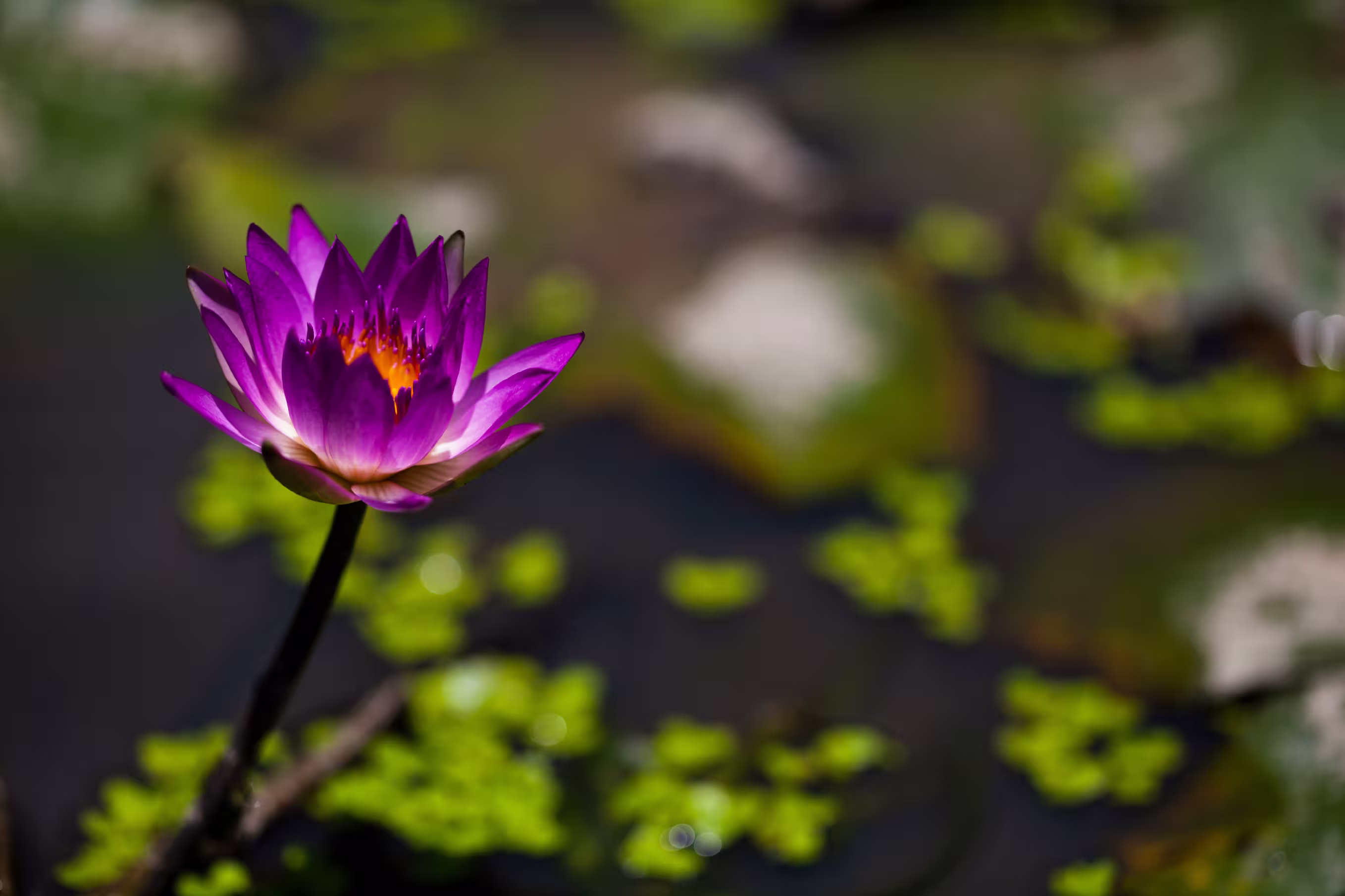 Gelassenheit: Eine ruhige Symphonie einer Lotusblume.