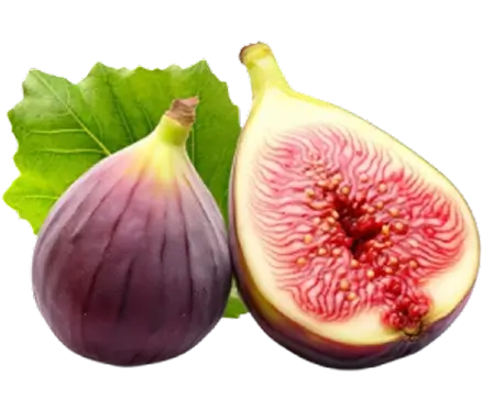 Fig