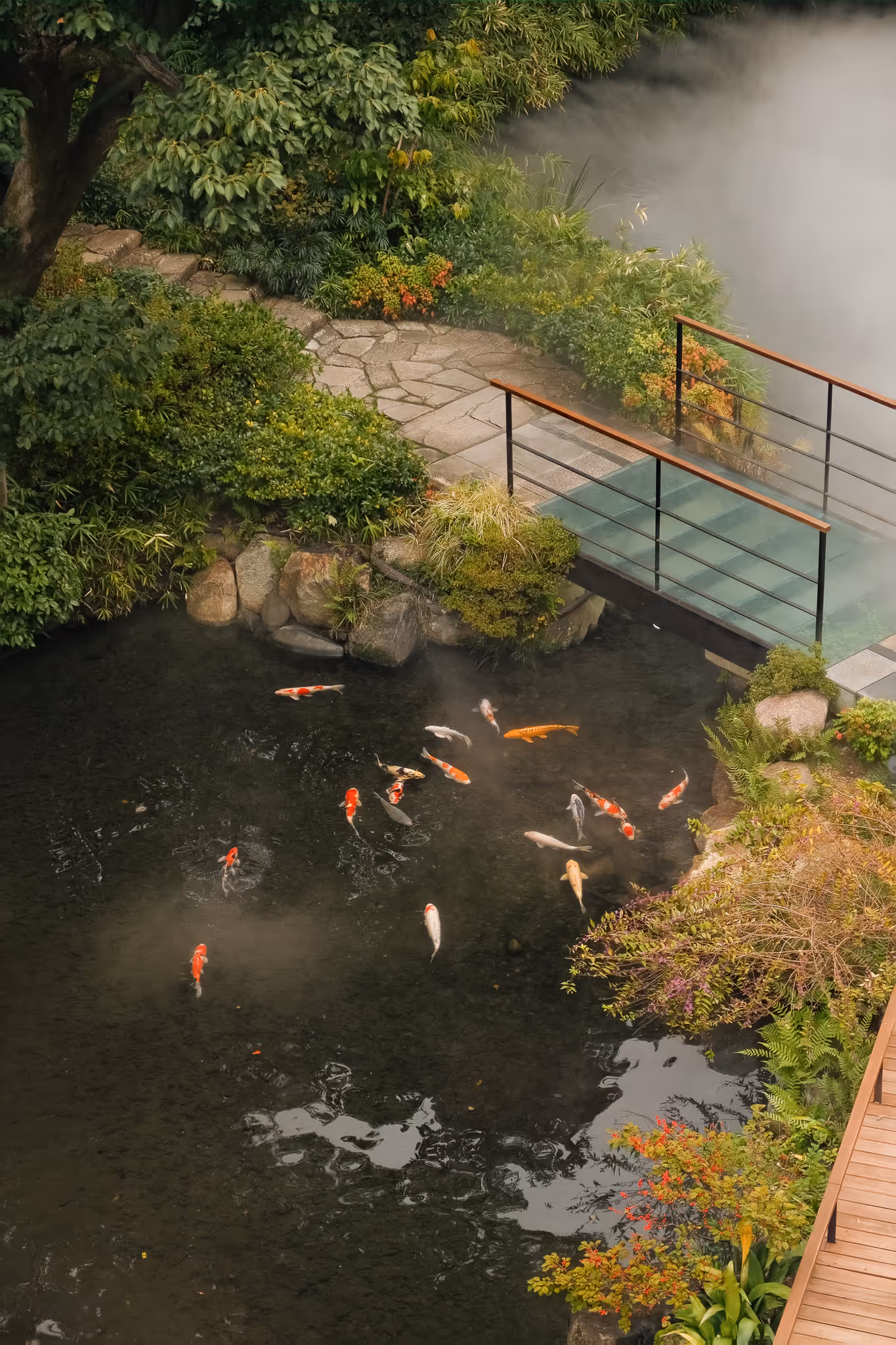 Koi fish swimming in a pond surrounded by dense green plants and a stone pathway with a wooden bridge.