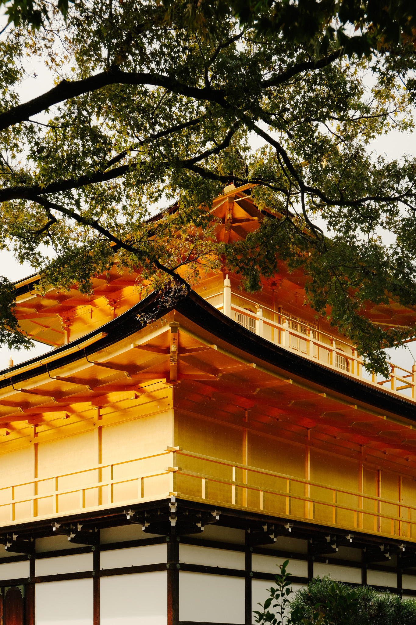 Golden pavilion temple partially framed by green tree branches.