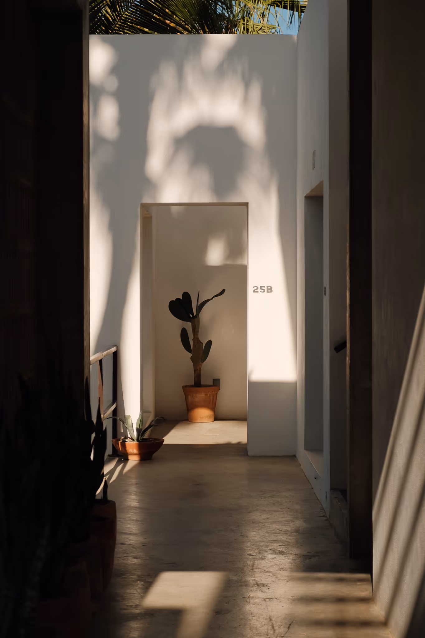 Sunlit corridor with white walls, a potted cactus labeled 25B, and shadows of palm leaves cast on the walls and floor.