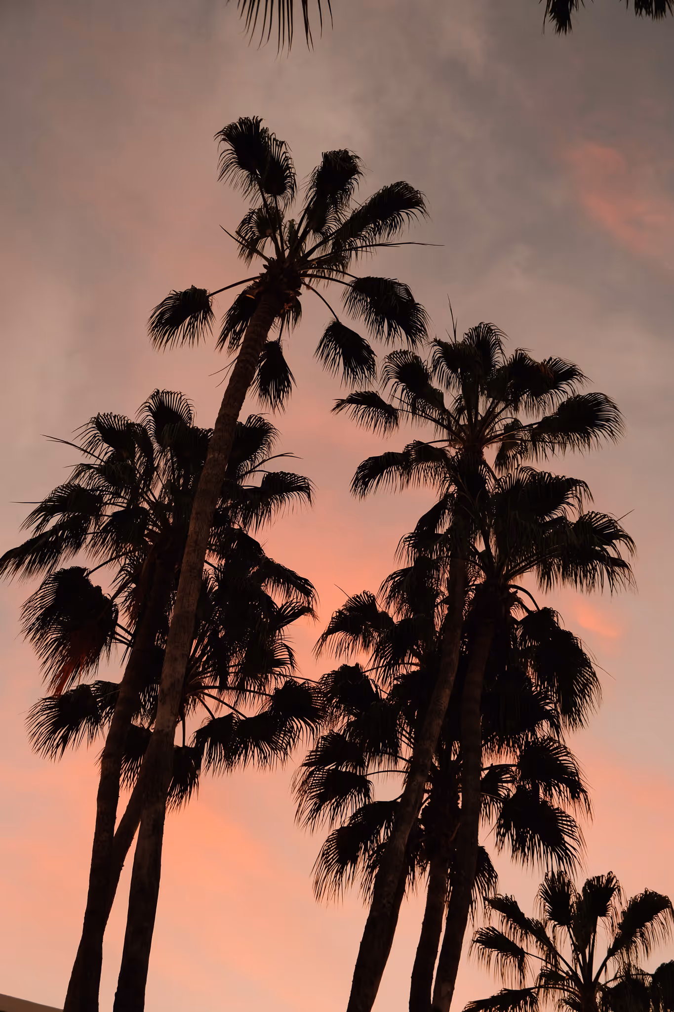 Tall palm trees silhouetted against a pink and orange sunset sky.
