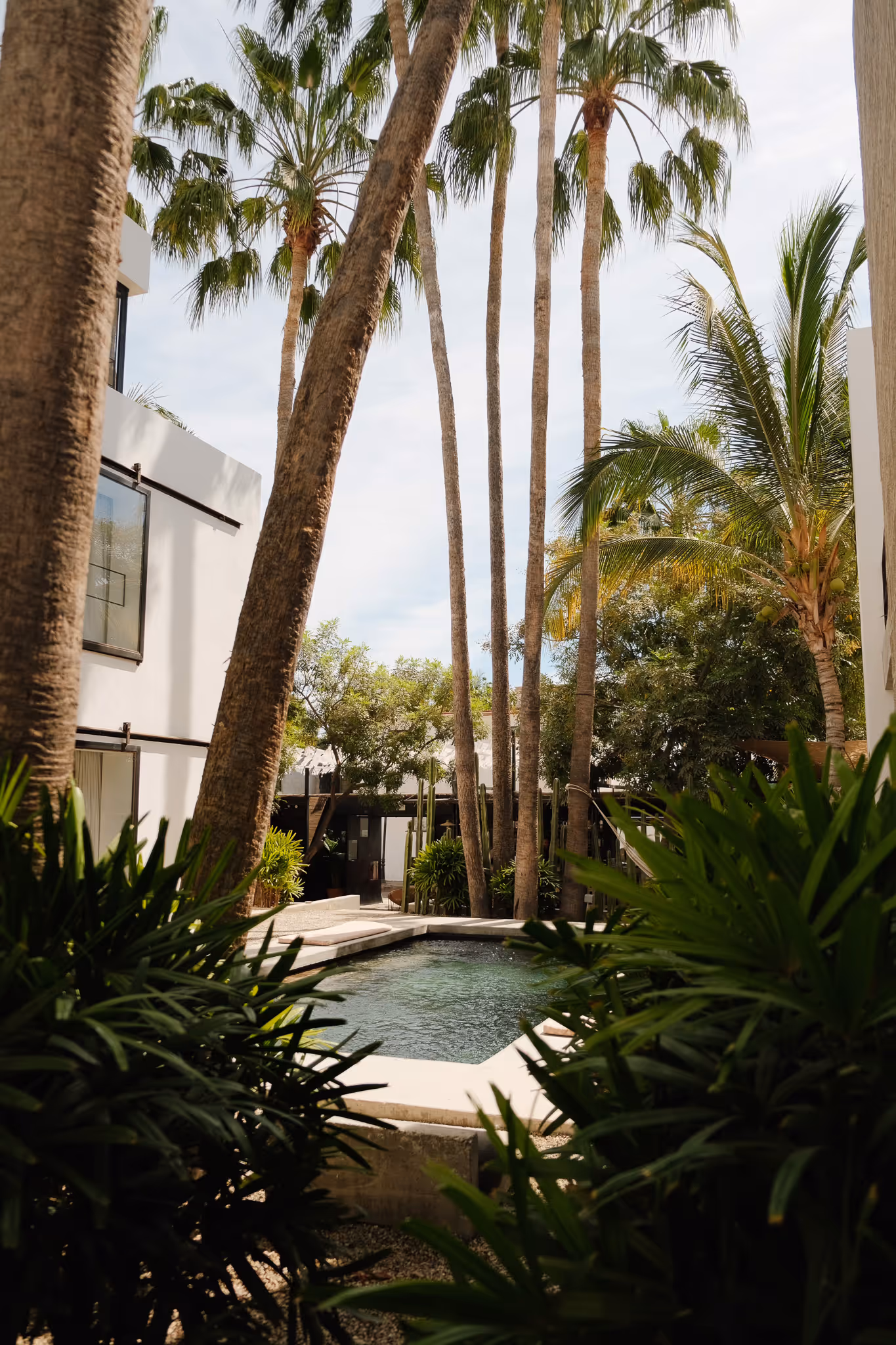 Outdoor pool surrounded by tall palm trees and lush greenery between white modern buildings.
