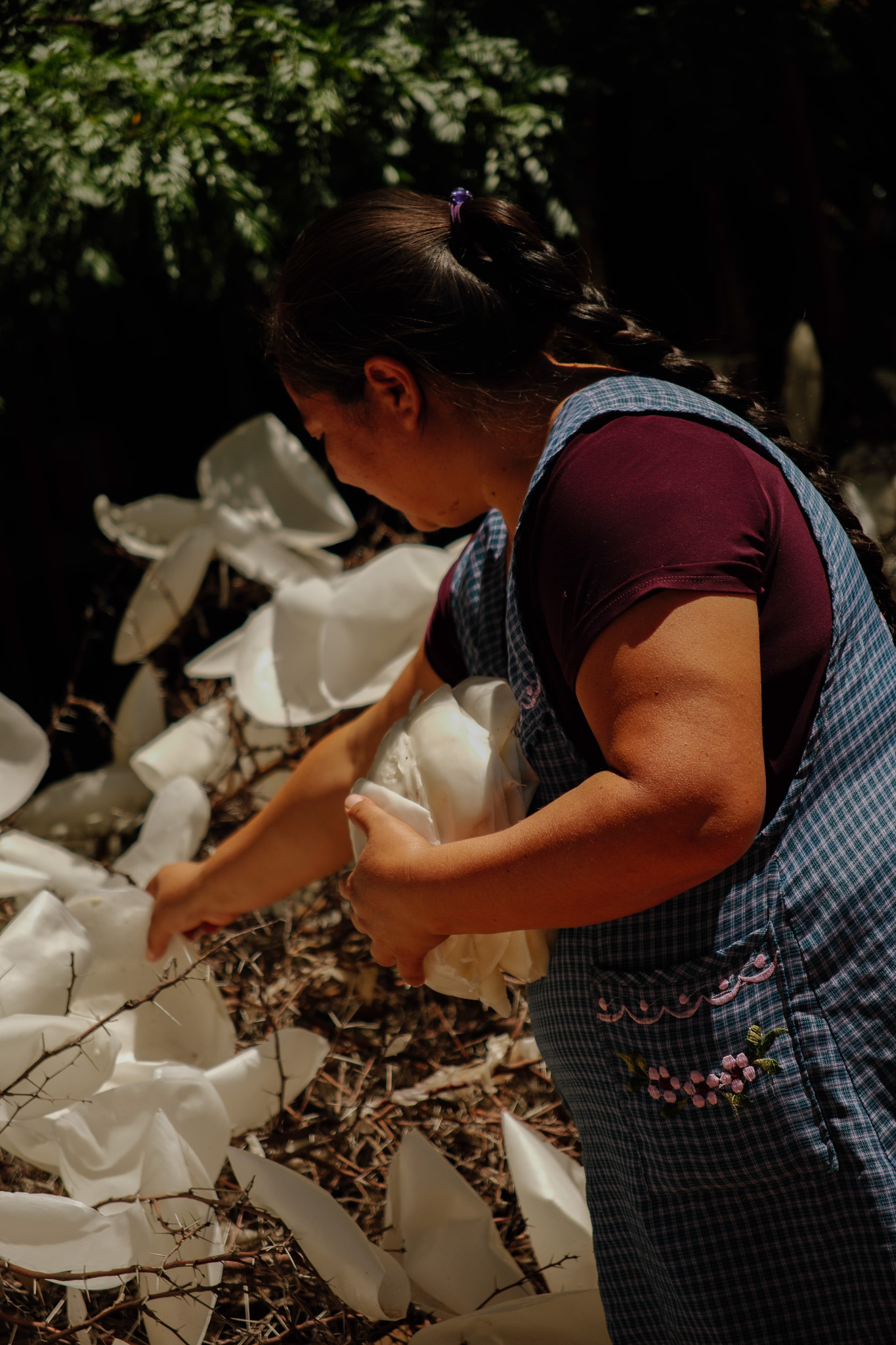 Woman holding and arranging large white flowers outdoors, wearing a checked apron with embroidery.