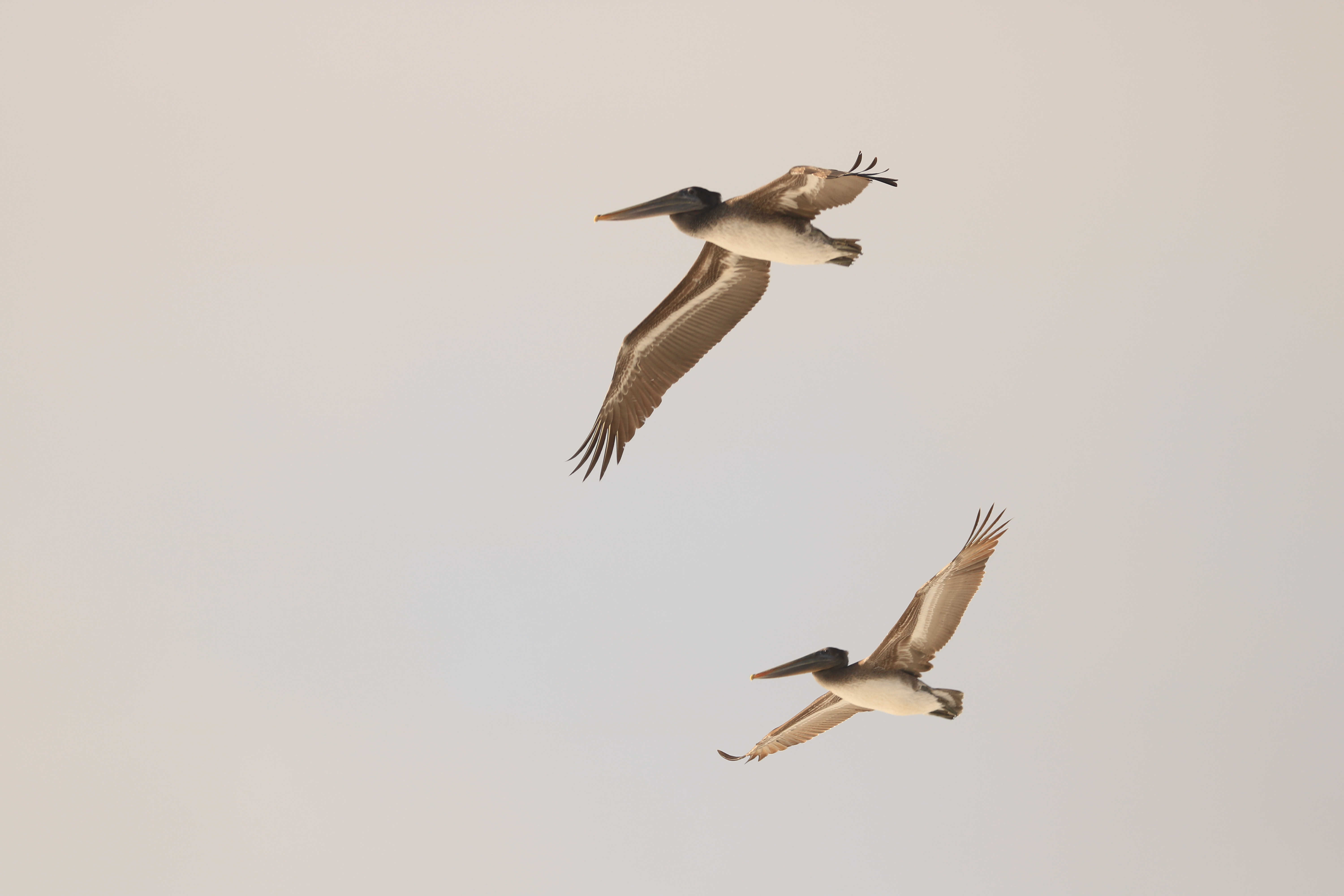 Two brown pelican birds flying in the sky