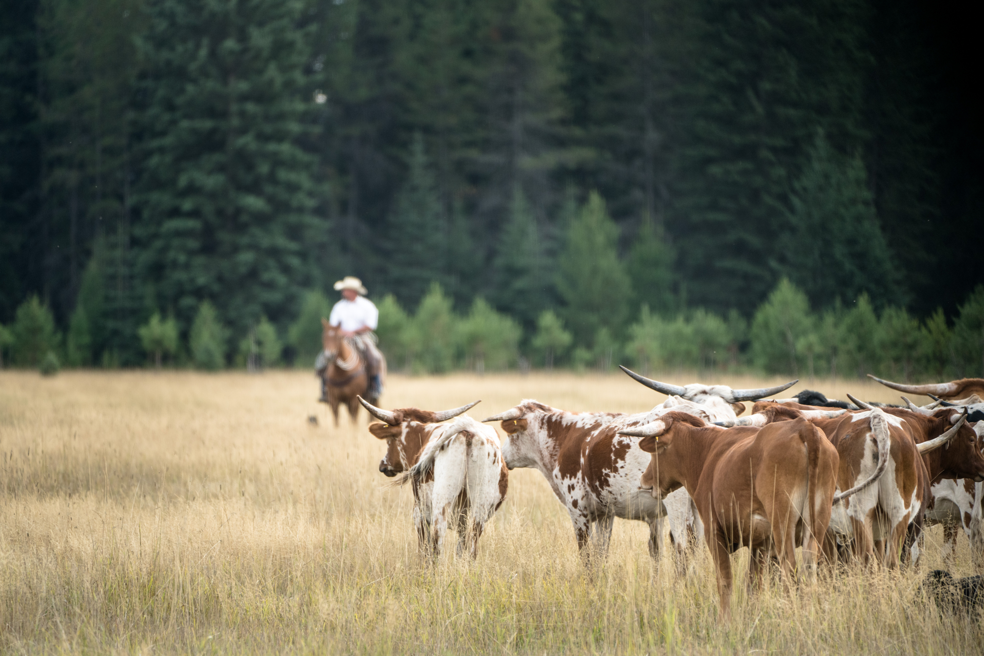 Montana Longhorn Company