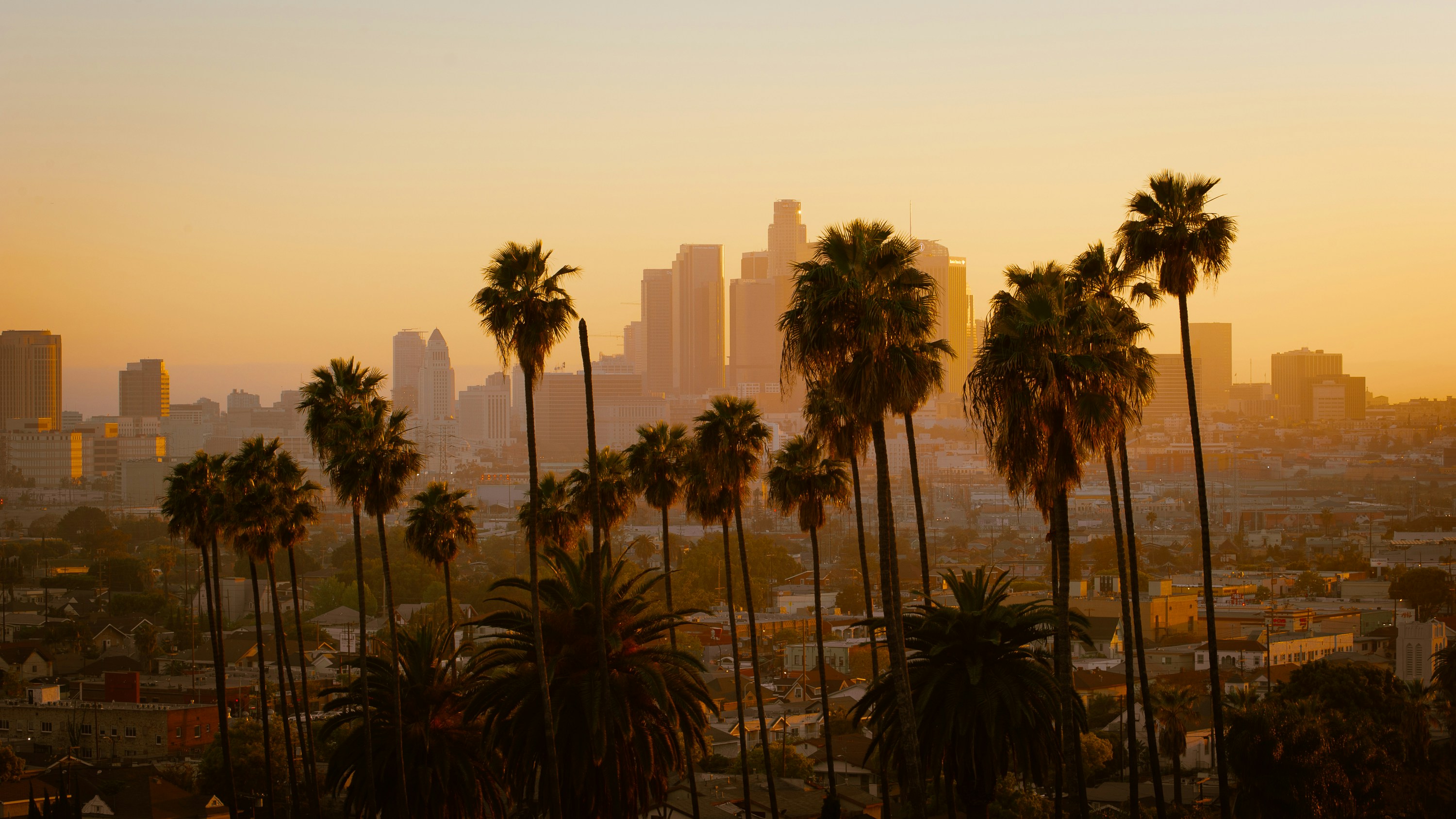 Los Angeles cityscape photo showcasing palm trees and skyline in golden hour