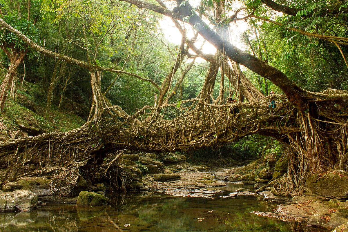 Living root bridge in Meghalaya, India ("Living Root Bridge" by Aditi Verma is licensed under CC BY-SA 4.0, https://commons.wikimedia.org/wiki/File:Living_Root_Bridge.jpg)