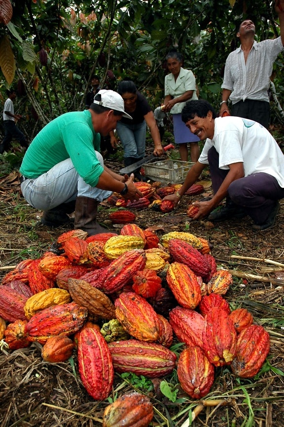 Farmers harvesting cacao beans in Ecuador