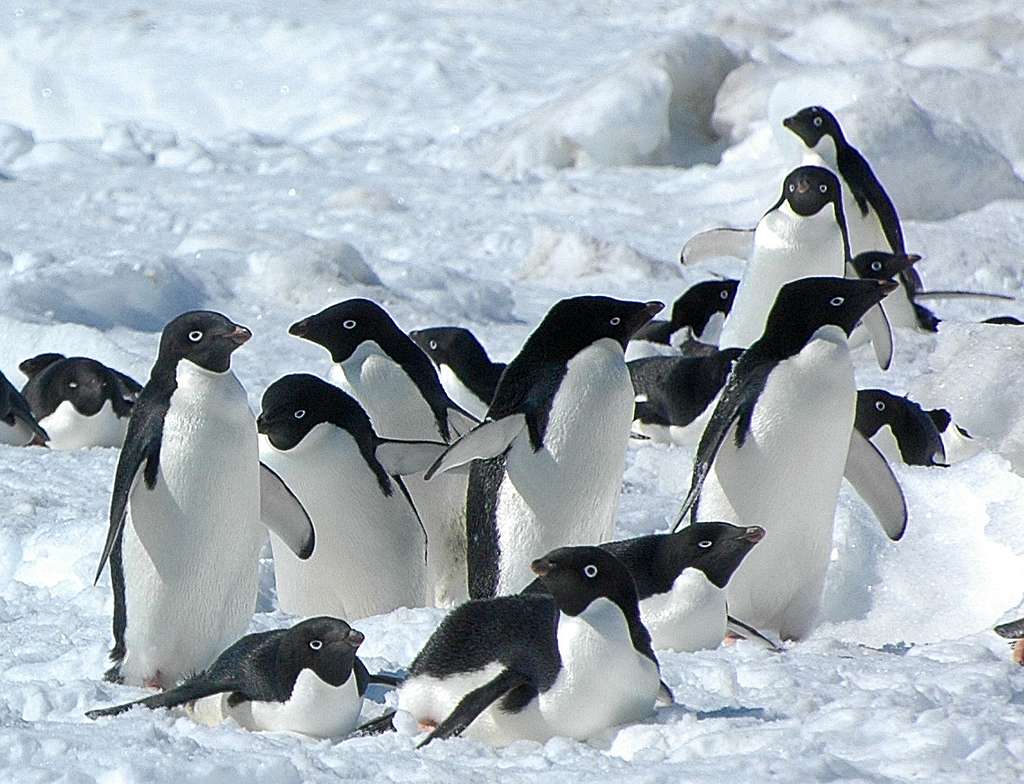 Adélie Penguins live in Antarctica, and use a combination of physical and behavioral adaptations to survive temperatures as low as -58° F