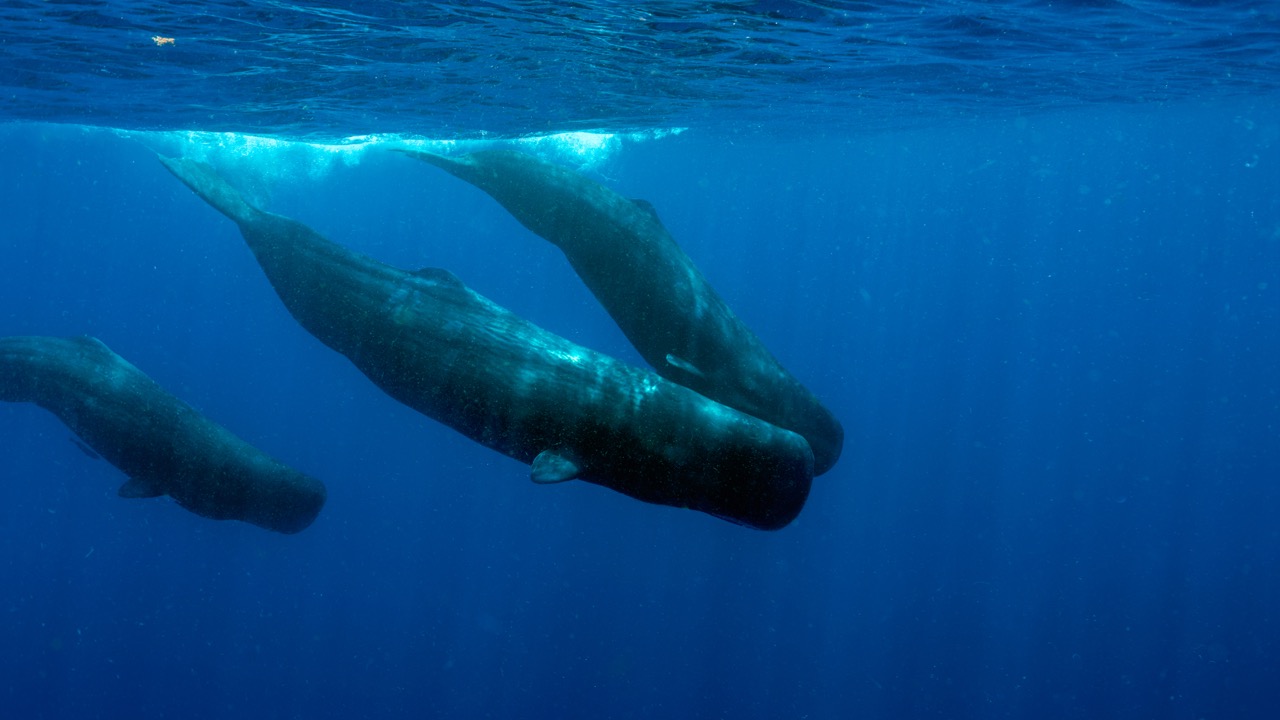 Three female sperm whales in Dominica, an island nation in the Caribbean 