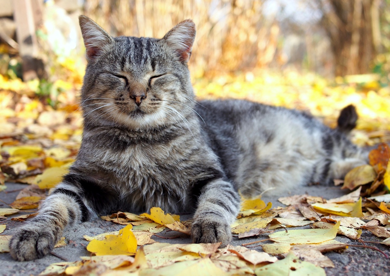 When a cat blinks at you slowly, it is often a sign of trust and affection